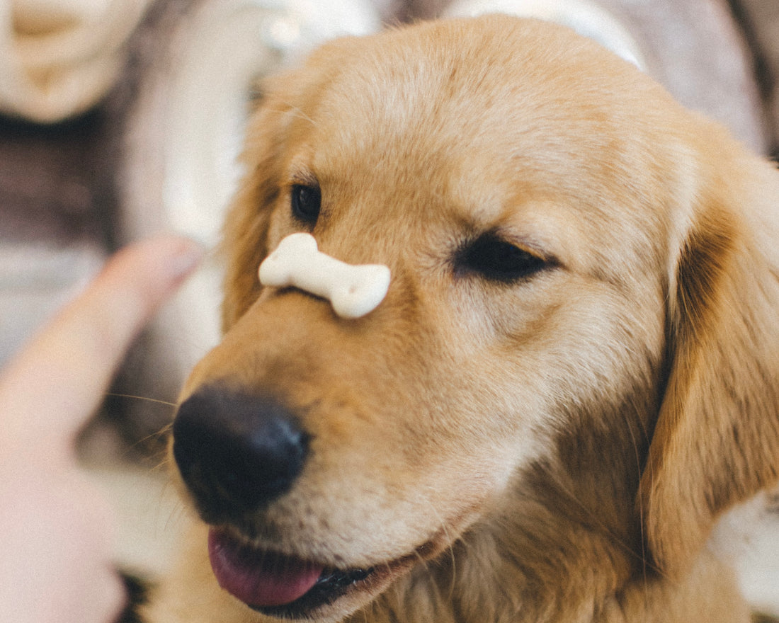 Hunde - positive Verstärkung in der Hundeausbildung