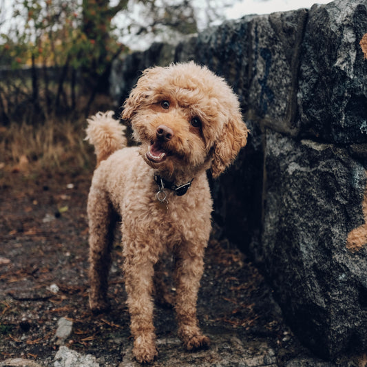 Die Körpersprache von Hunden: Was dein Hund dir wirklich sagen will