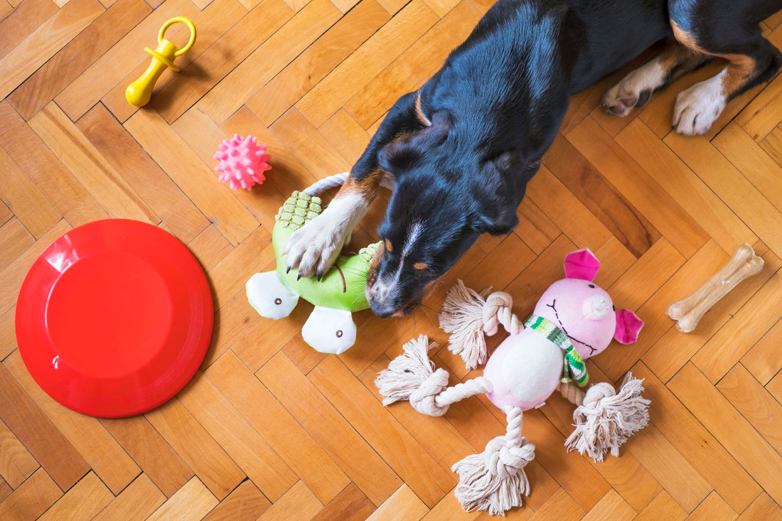 Die Bedeutung von Hundespielzeug: Lernen durch Spielen