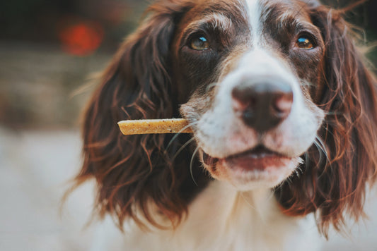 Gesunde Leckerli-Rezepte für Hunde: Selbstgemacht und Lecker