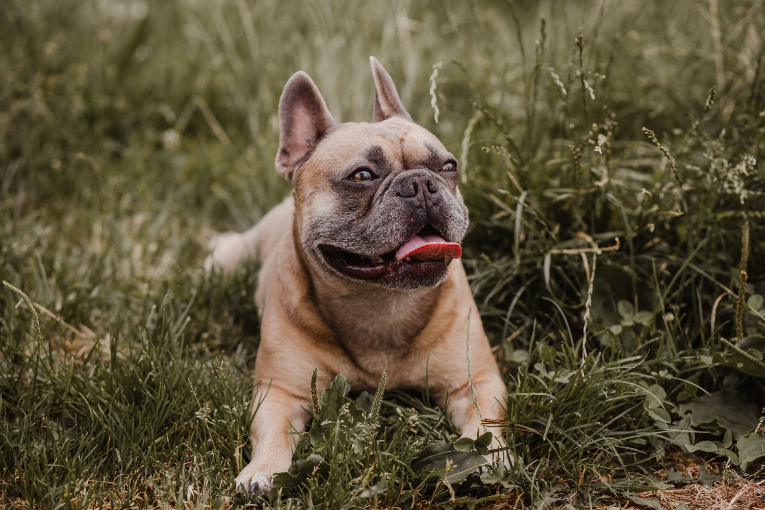 hundishop - Französische Bulldogge