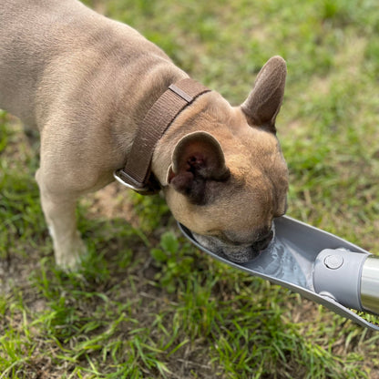 Hund beim Trinken